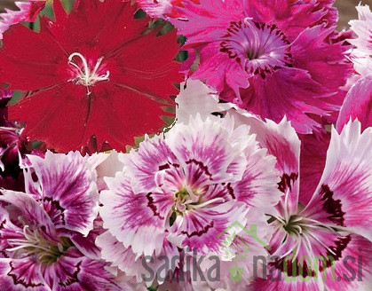 Sjeme Kineski karanfil mješavina 3138