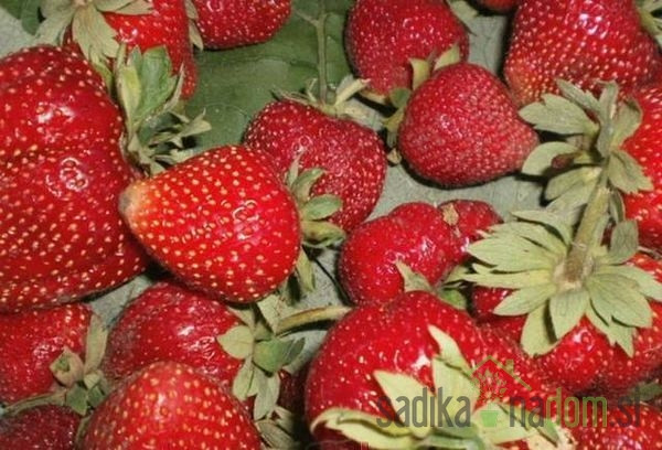 Jagoda višerodna Murano - OPĆENITO OTPORNA