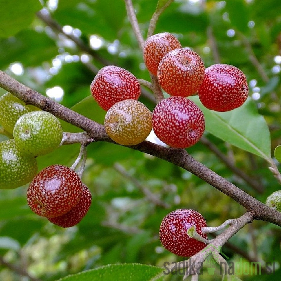 Amoroso - Elaeagnus Umbellata