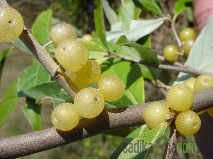 Jesenska maslina Fortunella