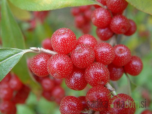 Sweet'n'Sour - Elaeagnus Umbellata