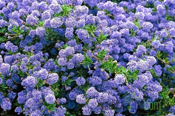 Kalifornijski jorgovan (Ceanothus)
