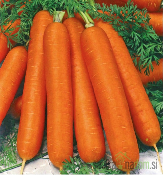 Sjeme Mrkva Duga tupa bez srca