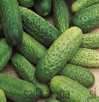 Sjeme krastavci National 637