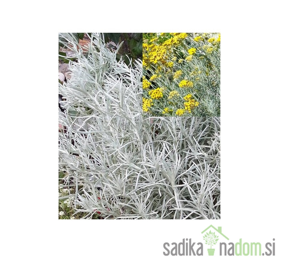 Smilje (Helichrysum italicum) / Curry