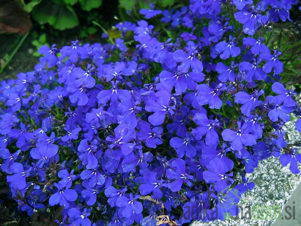Lobelija (Lobelia sp.)