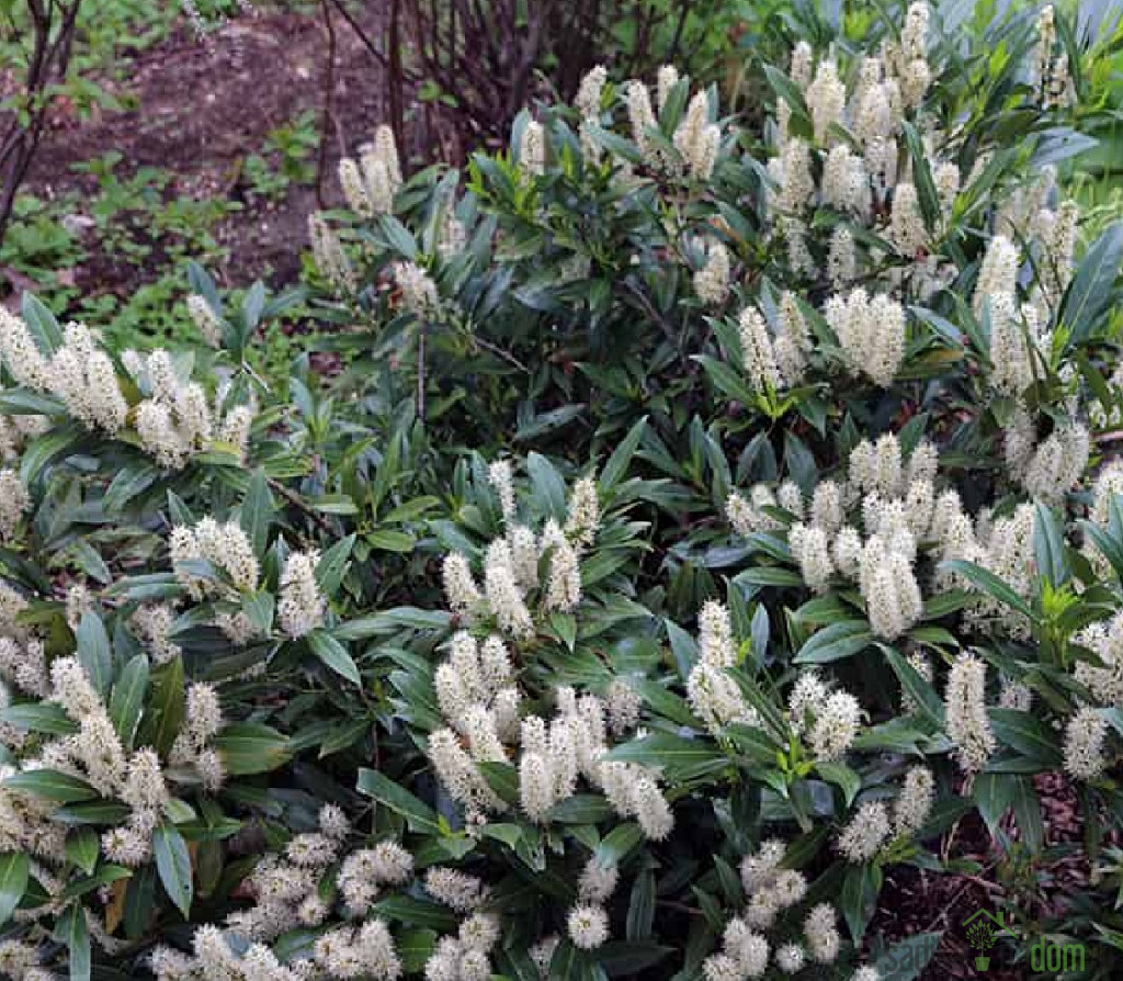 Lovorvišnja Otto Lukyken (Prunus laurocerasus)