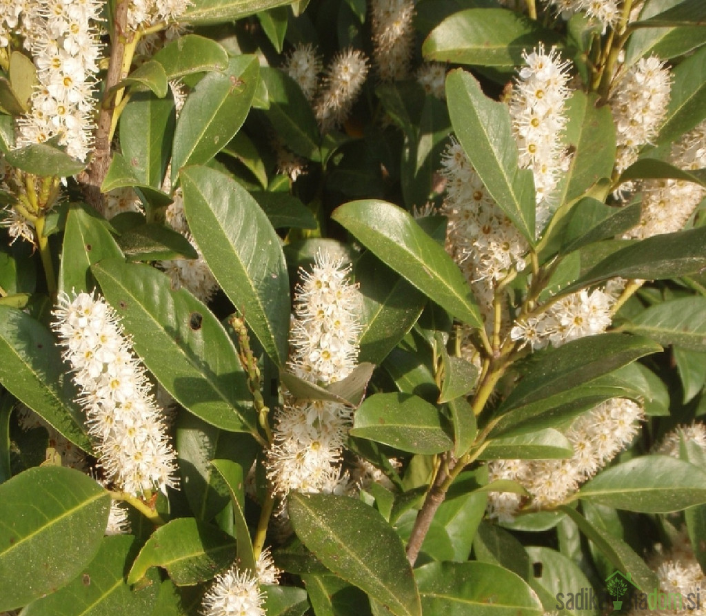 Lovorvišnja Rotundifolia (Prunus laurocerasus)