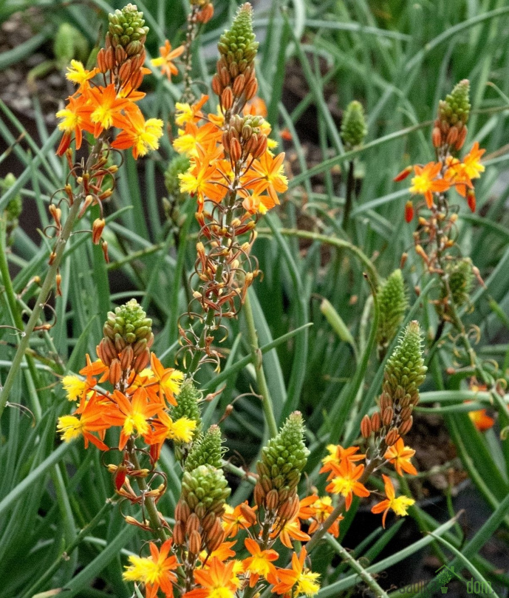 Bulbinela (bulbinella)