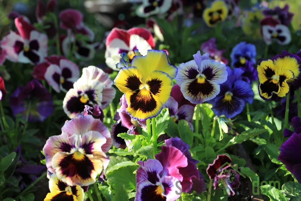 Maćuhica (Viola tricolor hortensis)