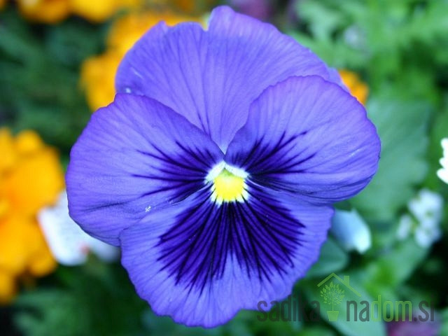 Sjeme Maćuhica plava s okom / Viola wittrockiana