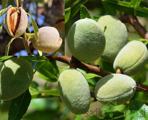 Badem Avijor (prunus dulcis)
