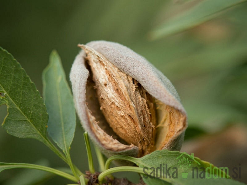 Badem Budateteny Botermo 