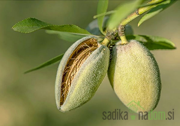 Badem Tuono - OTPORAN NA MRAZ DO -17