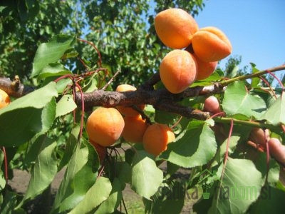 Marelica Novosadska kasnocvatuća-RIJETKO POZEBE