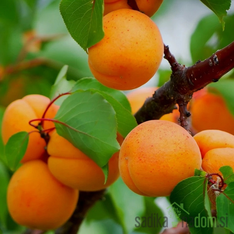 Marelica Novosadska rodna