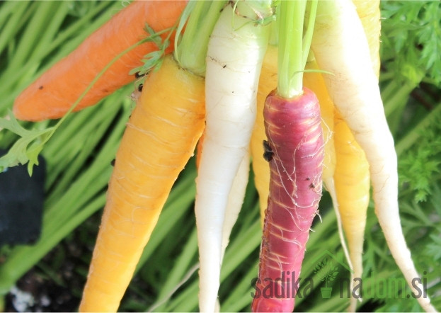 Sjeme Mješavina mrkve