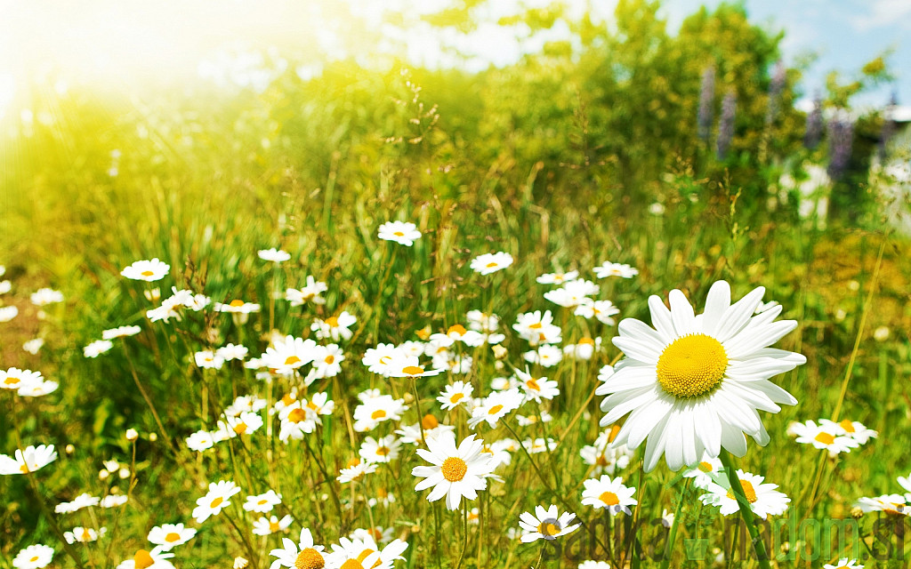 Sjeme Smjesa ljetnog cvijeća