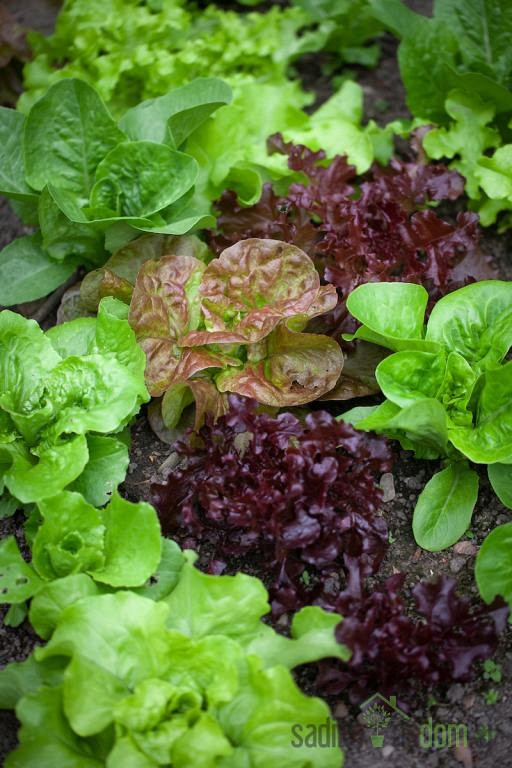 Sjeme Salata mješavina zimskih salata
