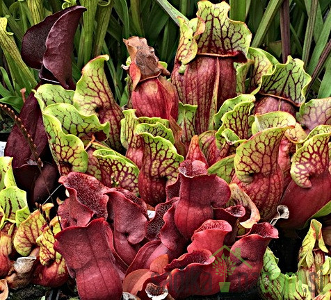 Mesožderka (Sarracenia species)