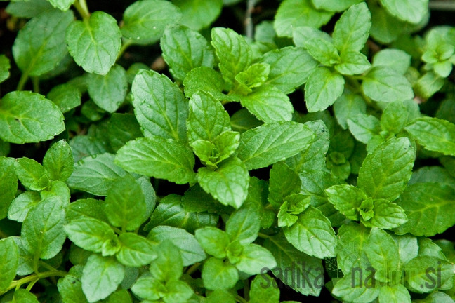 Aromatično bilje Metvica švicarska