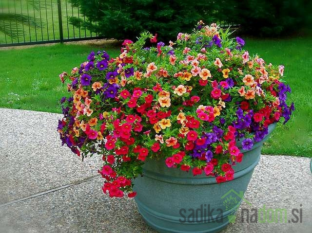 Milijun zvončića (Calibrachoa Millionbells)