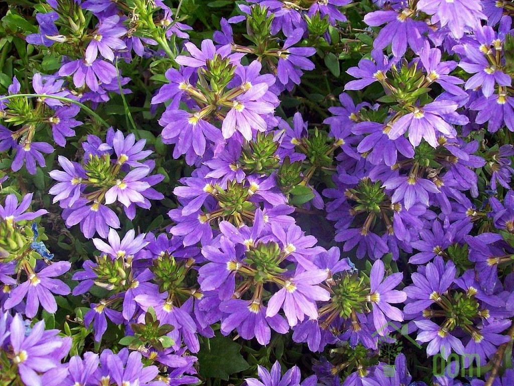 Scaevola saligna