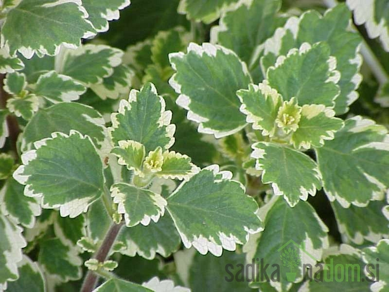 Tamjan (Plectranthus sp.)