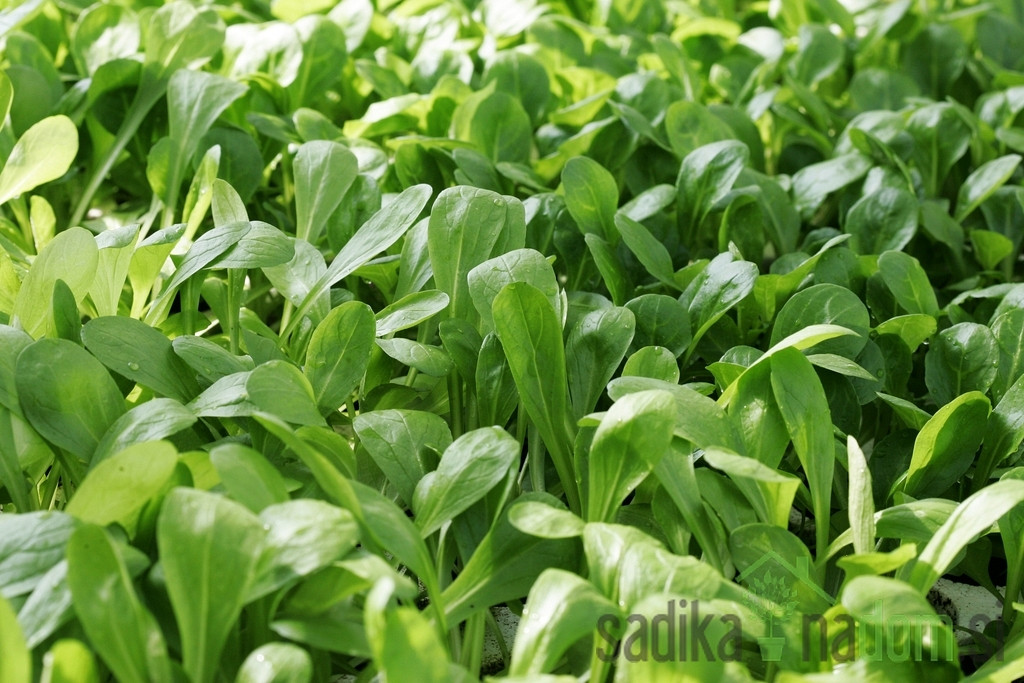 Sjeme Matovilac Pomladin