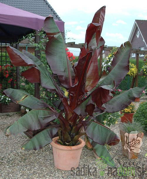 Banana otporna na mraz Velutina Pink