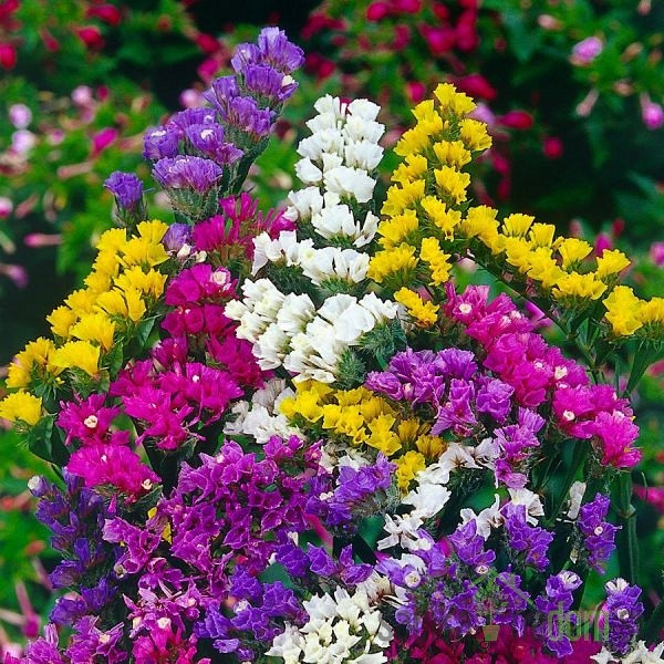 Sjeme Statica / Limonium sinuatum - mješavina