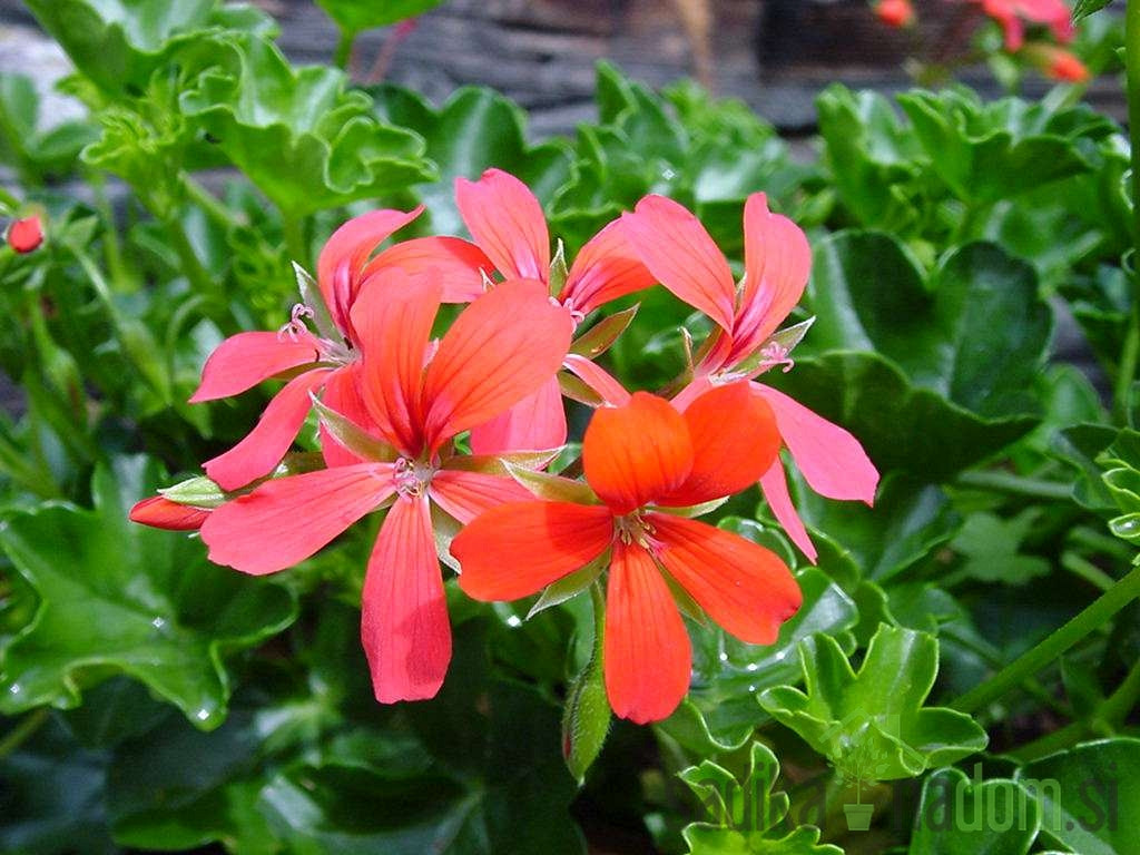 Viseća pelargonija (Pelargonium cascade)