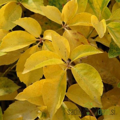 Obična loza Yellow wall (Parthenocissus quinquefolia)