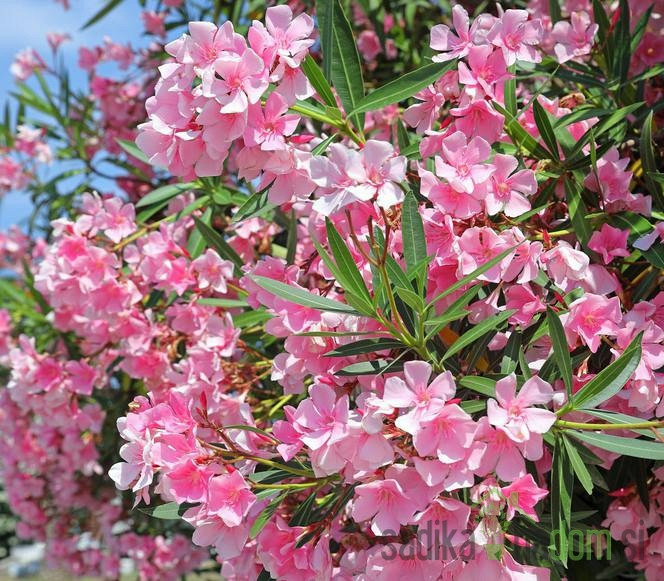 Oleander (Nerium oleander)