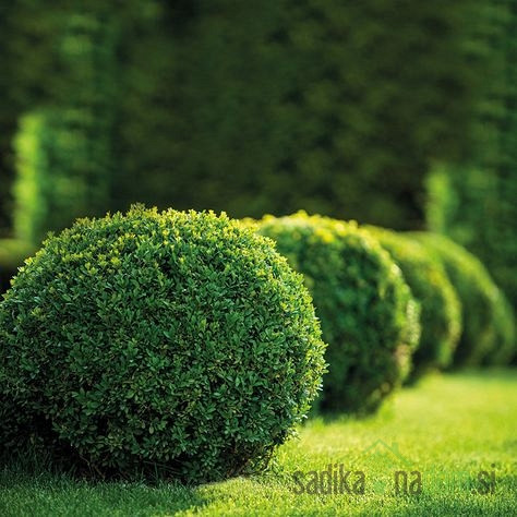 Obični šimšir - kugla (Buxus Sempervirens)