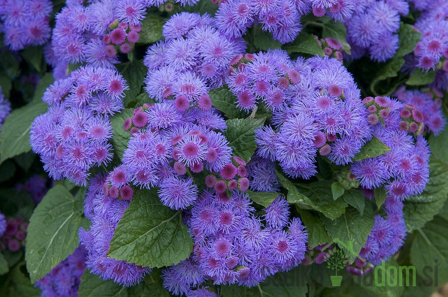 Sjeme Modra zvjezdica