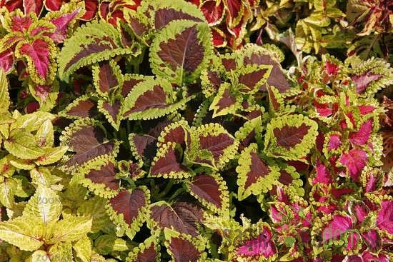Ukrasna kopriva (Coleus x Blumei)