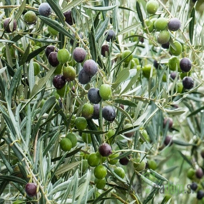 Maslina Arbequina - SAMOOPLODNA