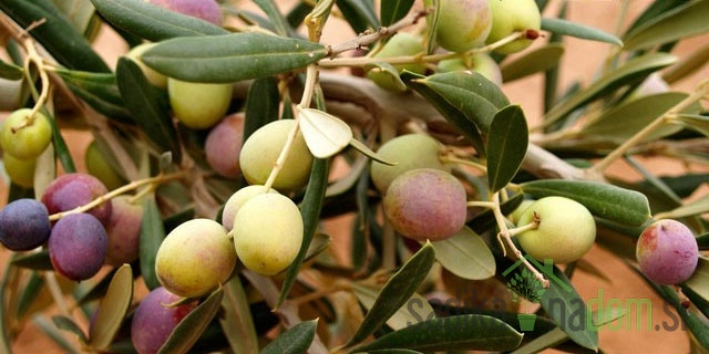 Maslina Arbosana