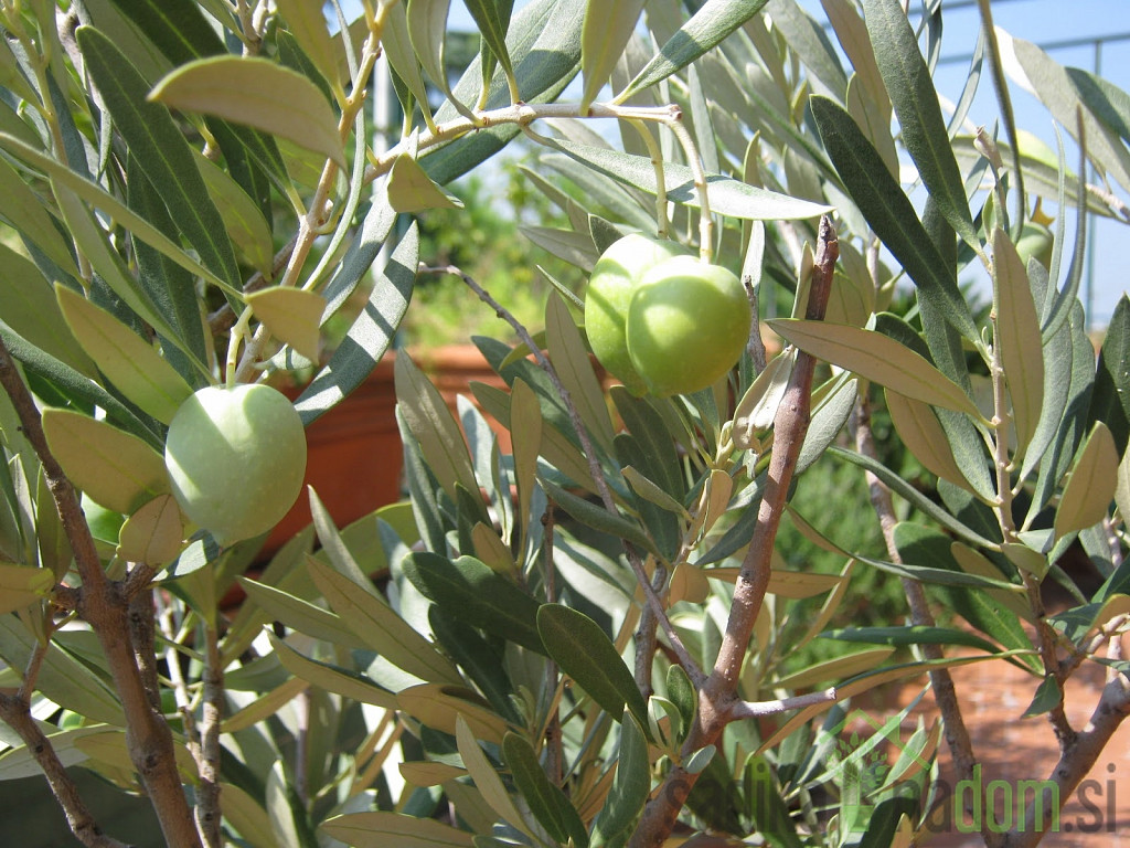 Maslina Ascolana Tenera