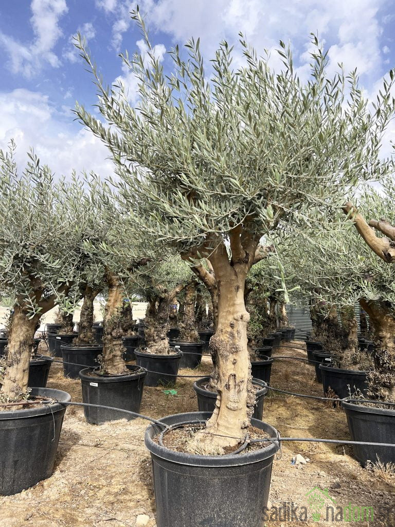 maslina High Trunk Branched (90 godina)