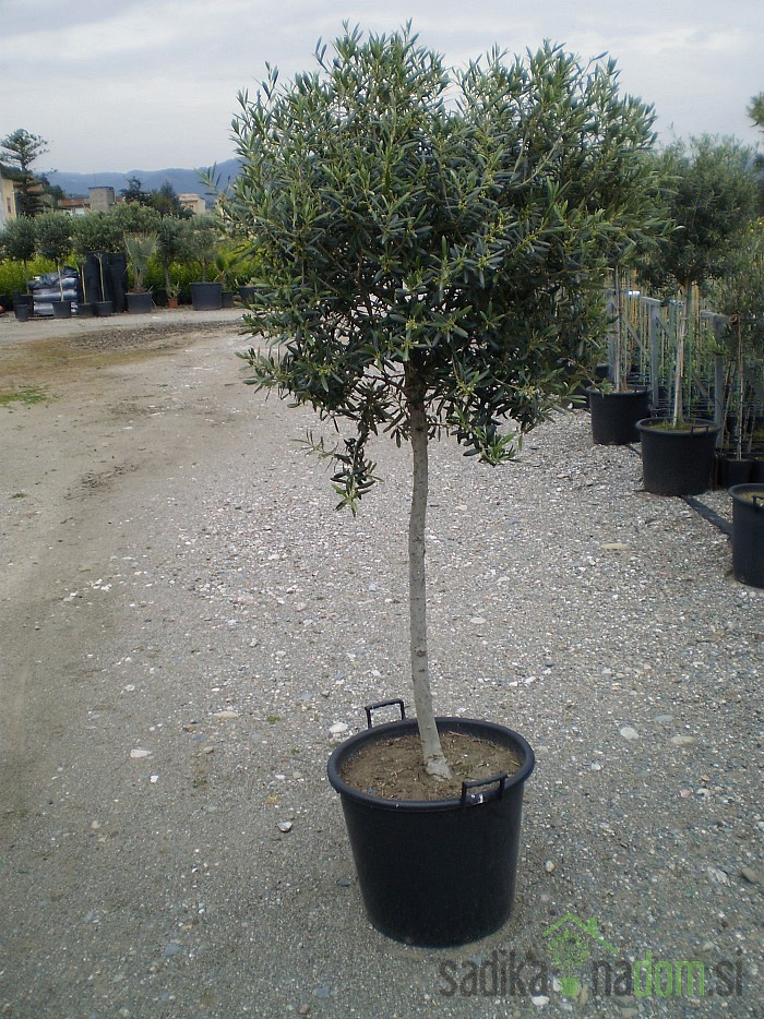 Maslina (Olea Europaea)