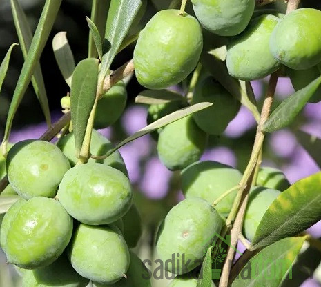 Maslina Picholine