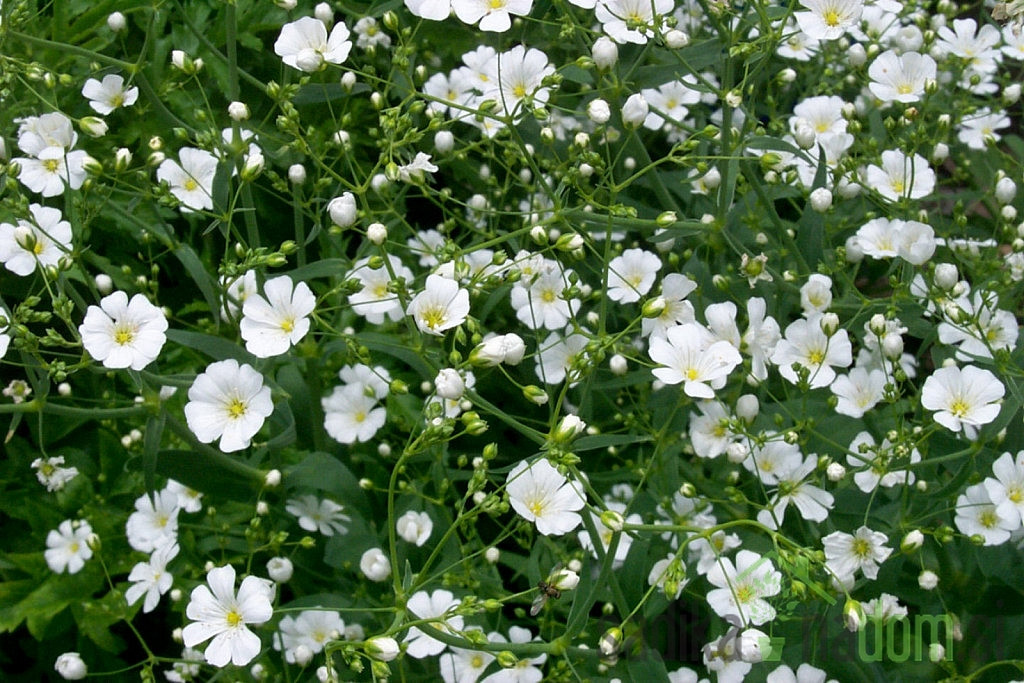 Sjeme Šlajer / Sadarka, Gypsophila paniculata bijela