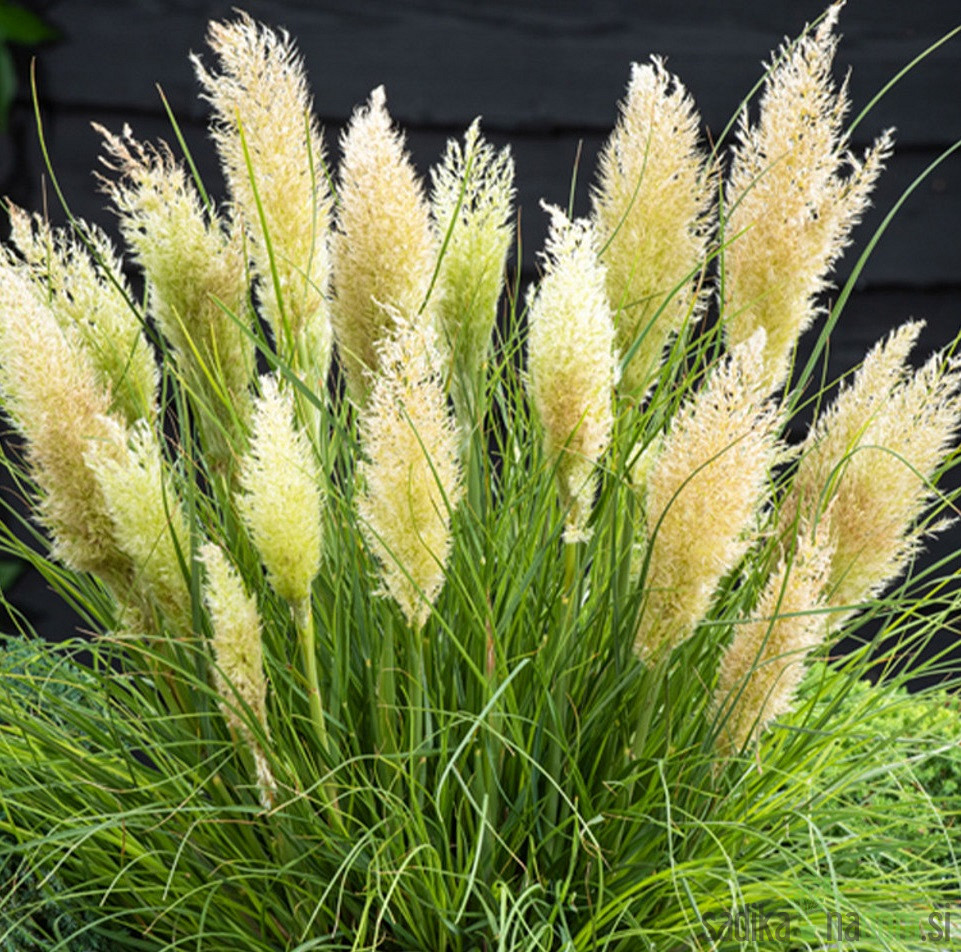 Pampa trava (cortaderia selloana)