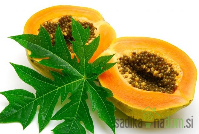 Papaja (Carica Papaya)