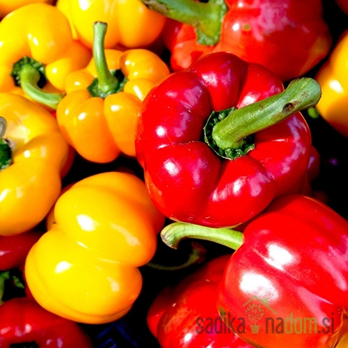 Sjeme Paprika Botinečka žuta