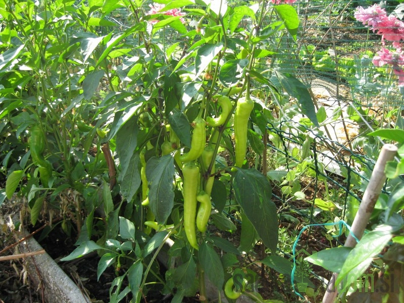 Sjeme Paprika Sivrija