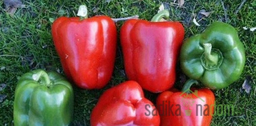 Paprika Solario