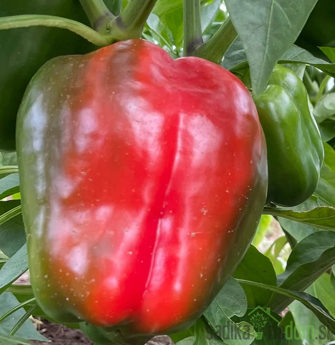 Paprika Virgilio/ Batory